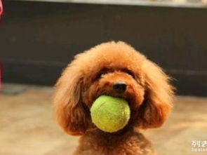 上海最大專業(yè)酒店式寵物寄養(yǎng)訓練中心招募啟動