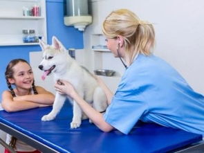 深圳市寶安民治寵物120急救中心 低價專業(yè)服務(wù)，守護寵物健康