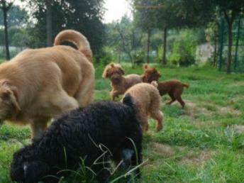 成都哆咭屋寵物寄養(yǎng) 看得見的安心，專業(yè)寵物服務(wù)新選擇