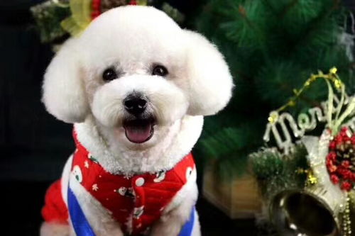 寵物美容培訓 開啟專業(yè)寵物服務之路