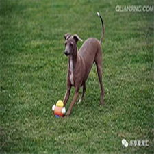 德陽專業(yè)寵物狗托管訓(xùn)練多少錢？寵物服務(wù)費用全解析