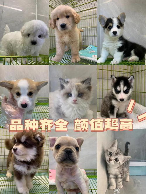 南寧寵物市場指南 實體店挑選與專業(yè)售后一站式服務