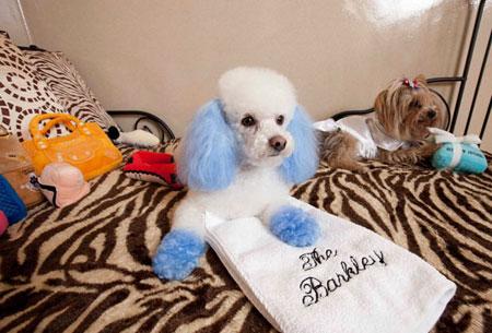 國慶帶狗狗出游全攻略 帶上心愛的它，來一場說走就走的旅行