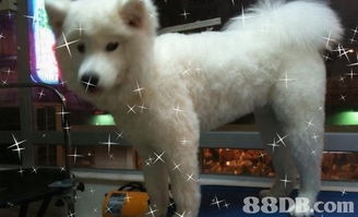 全面關(guān)愛您的愛寵 jet pet 愛犬事務(wù)所專業(yè)服務(wù)指南