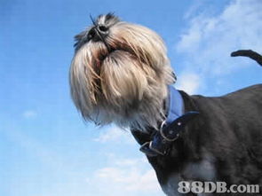 寵物護理服務(wù) 全方位指南，從用品到專業(yè)服務(wù)