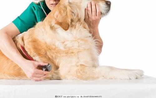 深圳市南山蛇口24小時寵物醫(yī)院上門服務(wù)詳解