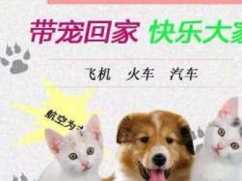 本地專業(yè)寵物托運服務 全天候覆蓋汽車、火車、空運直達全國