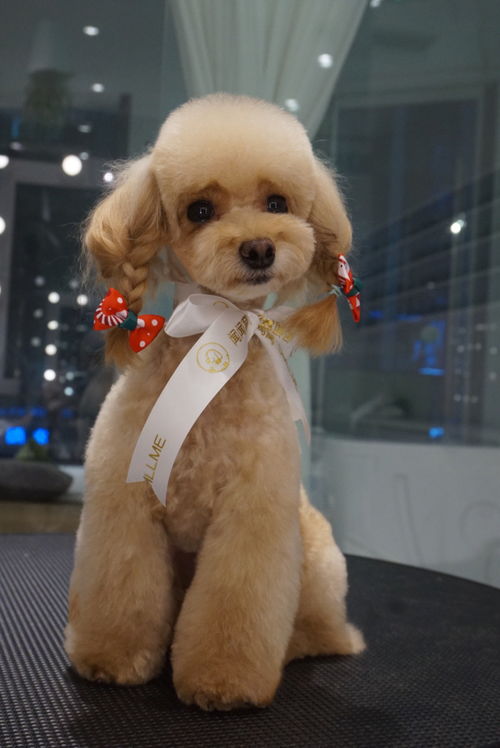 聞聞窩寵物生活館周年慶典 專屬星寵卡壕禮來襲，寵愛升級