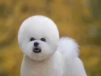 寵物家生活會館 北京寵物服務(wù)，專業(yè)呵護您的寵物寶貝