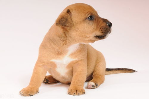 養(yǎng)寵新手指南 如何選擇寵物、注意事項與寵物服務(wù)